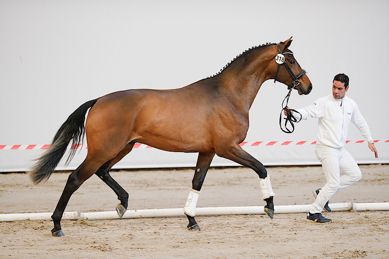 MAIGRET VD WATERMOLEN | HorseTelex