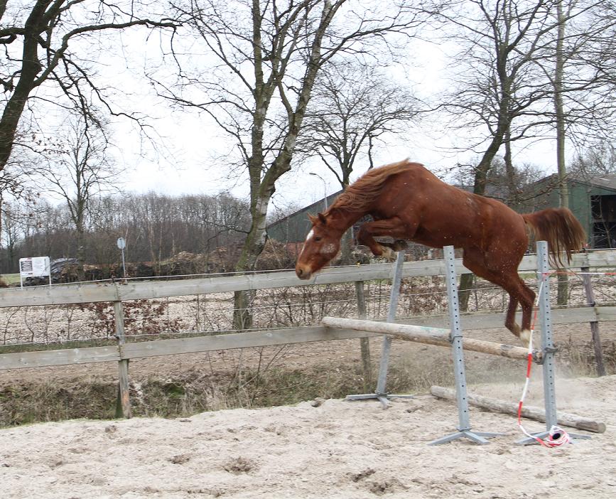 マーレ EMBANIKI | HorseTelex