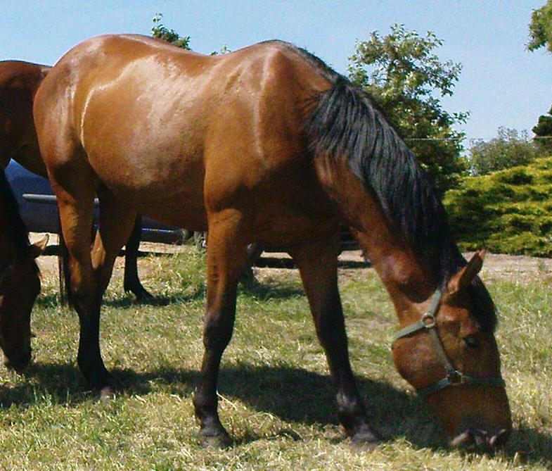 CANAVARA | HorseTelex CANAVARA | HorseTelex