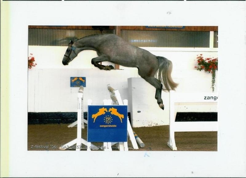 <販売終了> CONCA D' OR Z | HorseTelex