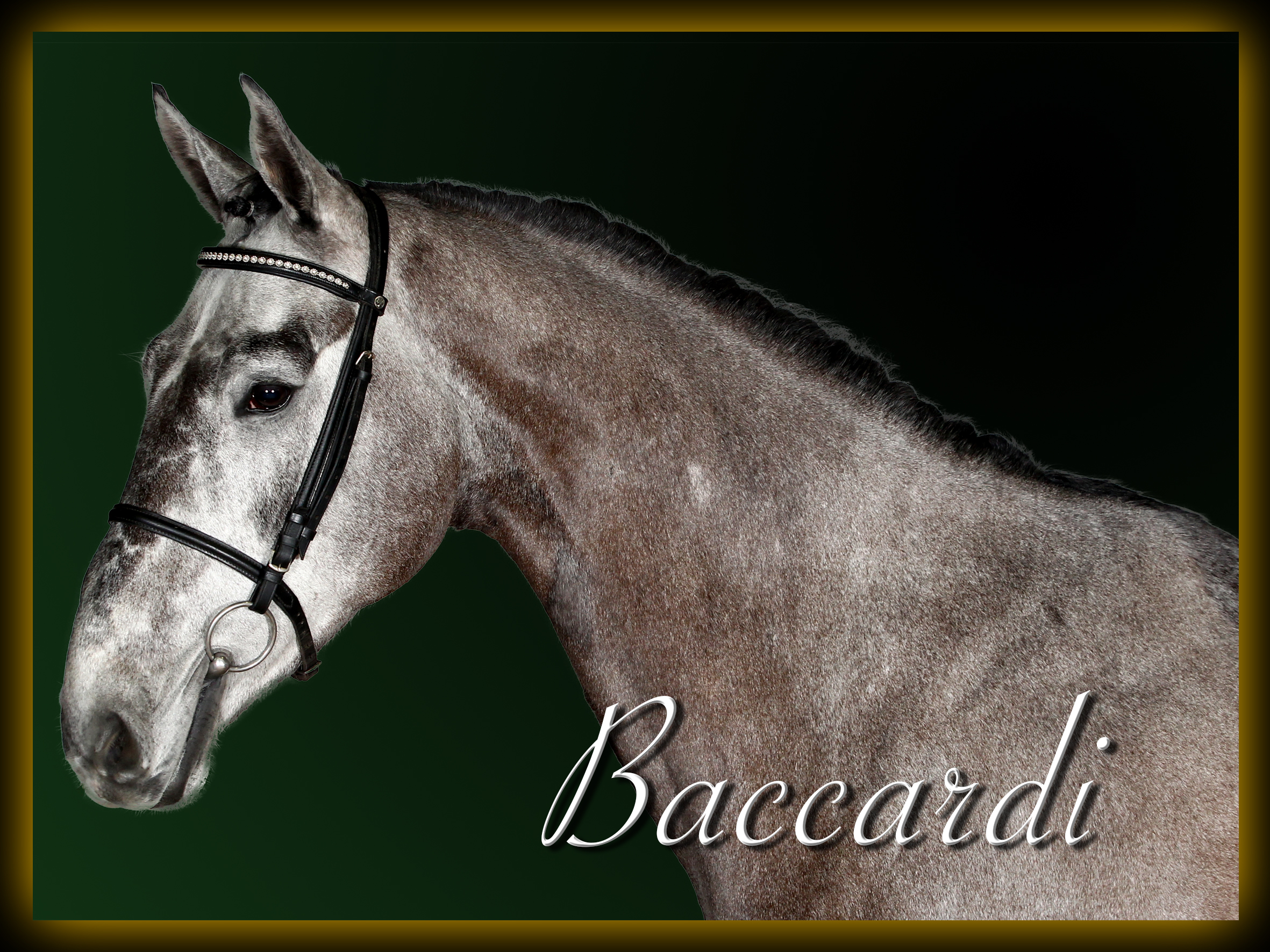 BACARDI-BREEZER Z | HorseTelex