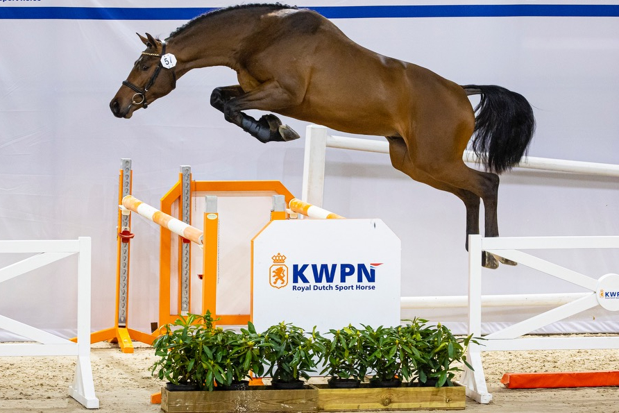 Orleans and Chicago Blue are approved at Holstein and Hannover Verband