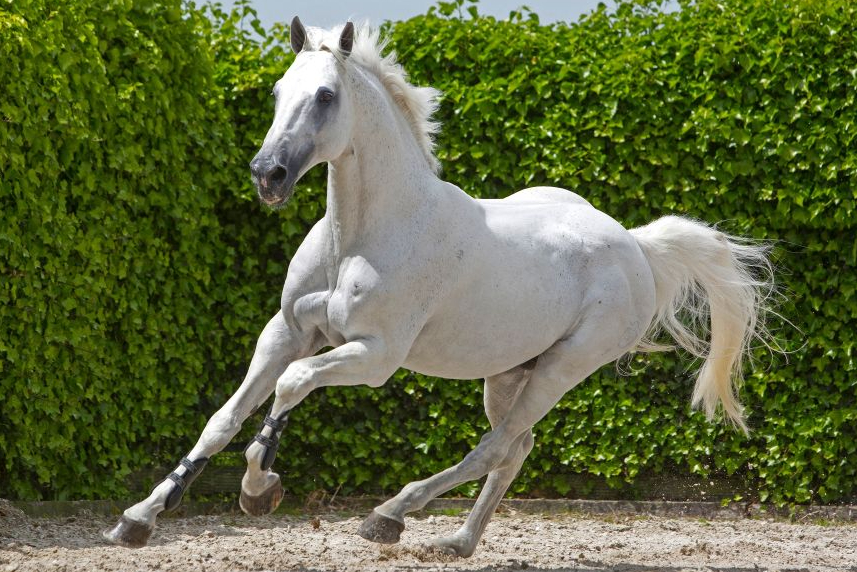 3 VDL offspring in the top 10 of the 5 Grand Prix of Paris